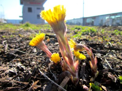 20130401Huflattich_Saarbruecken1