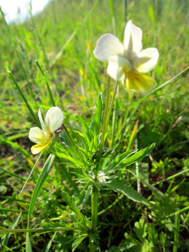 20130528Stiefmuetterchen_Reilingen3