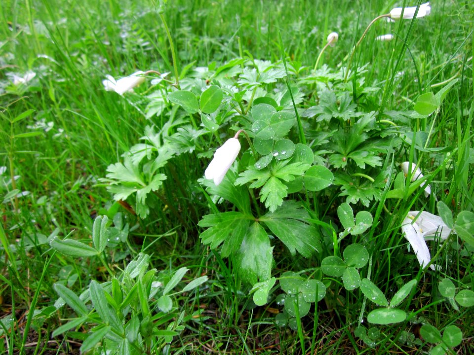 20130427Anemone_blanda1