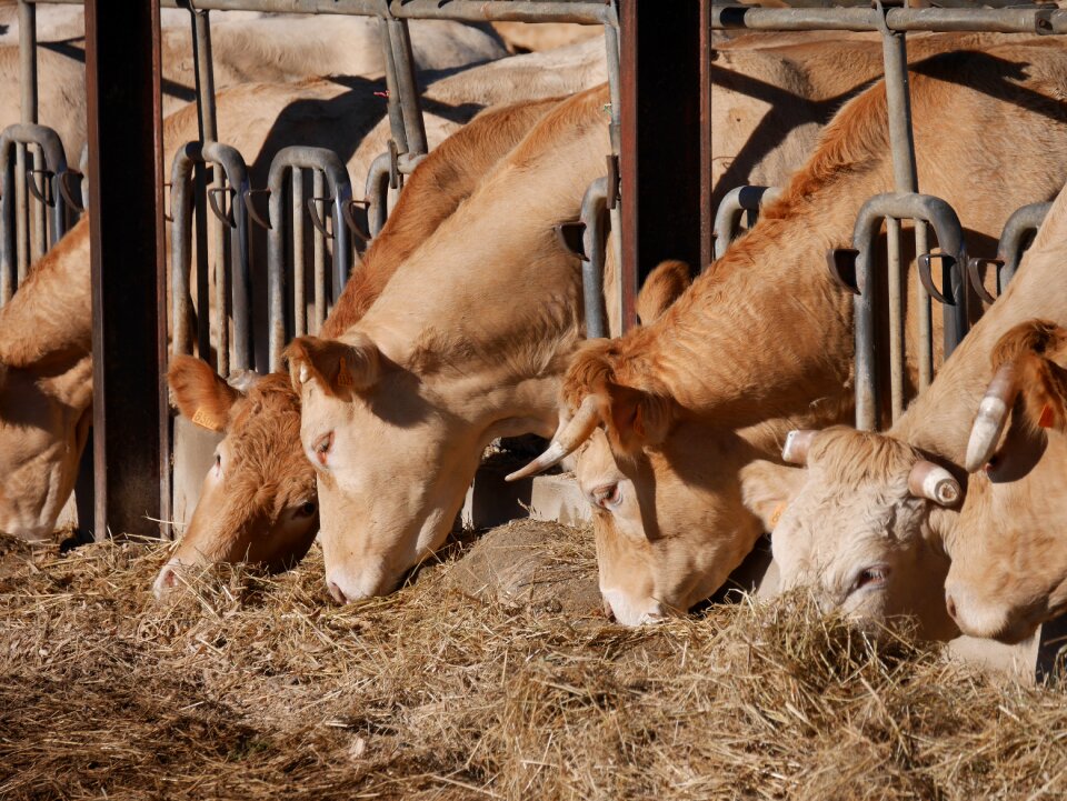 Cows agriculture breeding