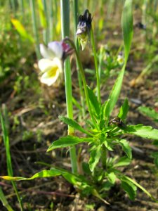 20130528Stiefmuetterchen_Reilingen2