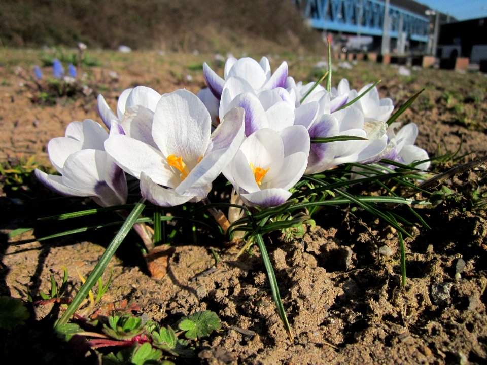 20130401Krokus_Saarbruecken1