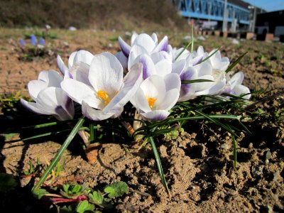 20130401Krokus_Saarbruecken1