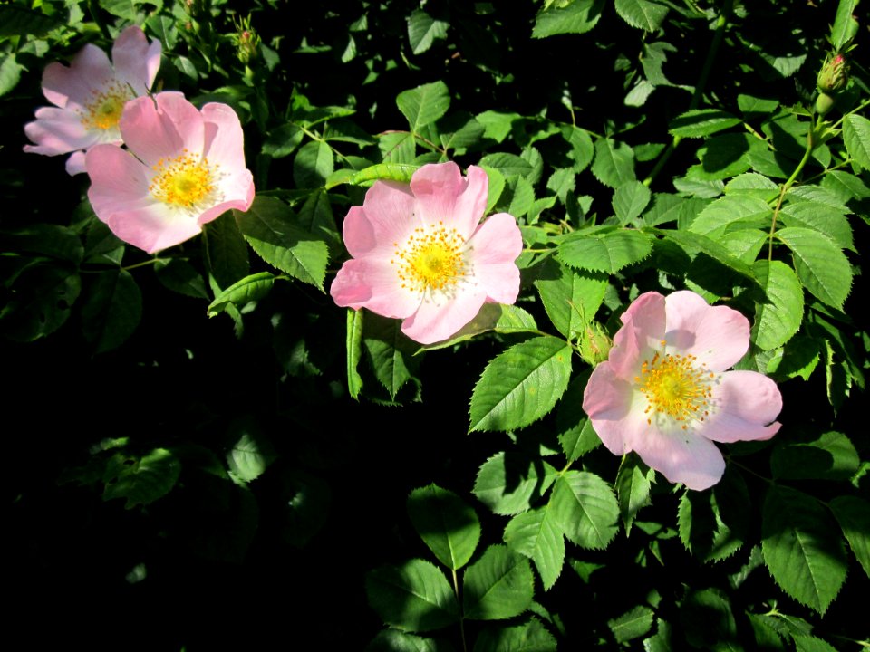 20130528Rosa_dumalis05