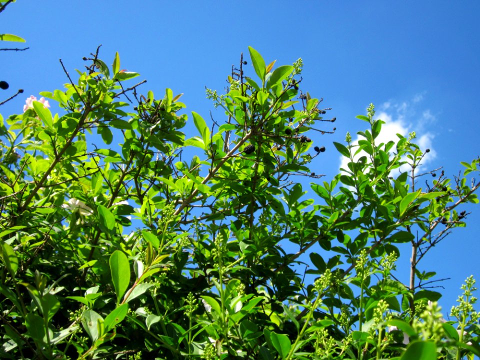 20130528Ligustrum_vulgare1