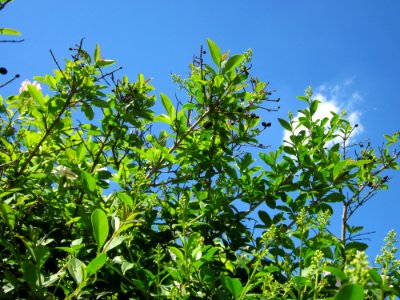 20130528Ligustrum_vulgare1