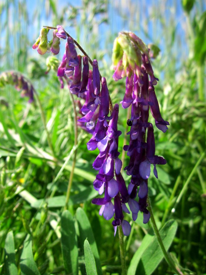 20130528Vicia_villosa