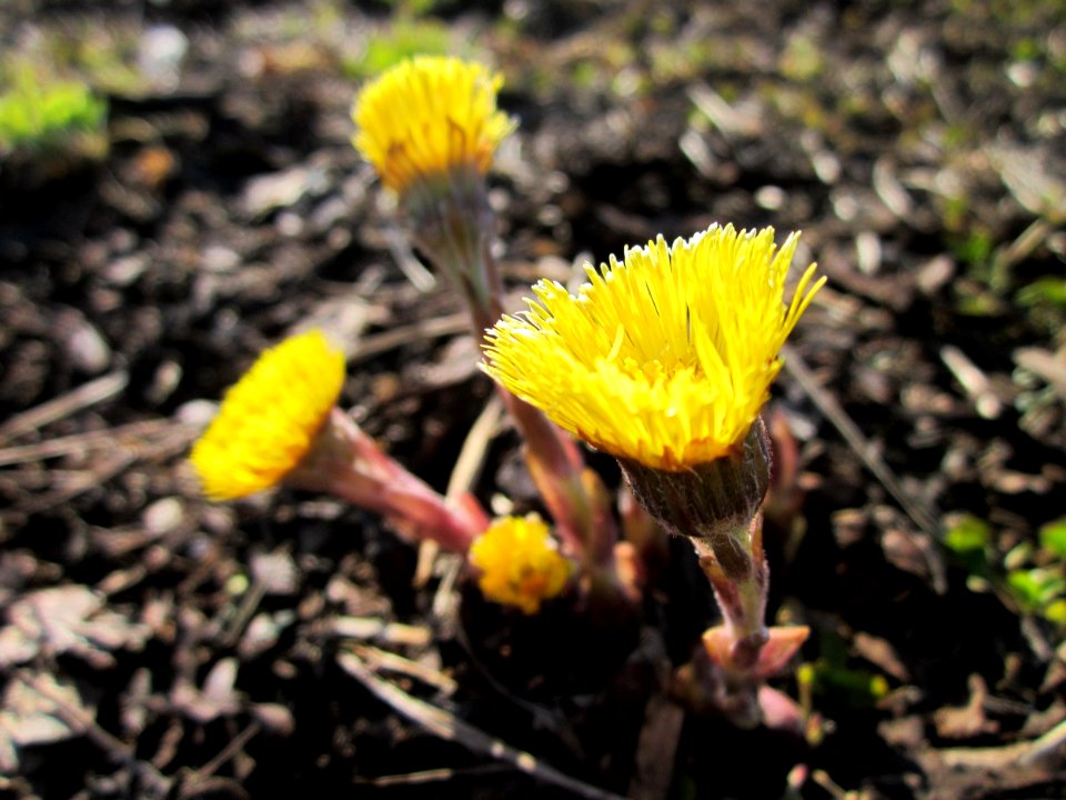 20130401Huflattich_Saarbruecken2