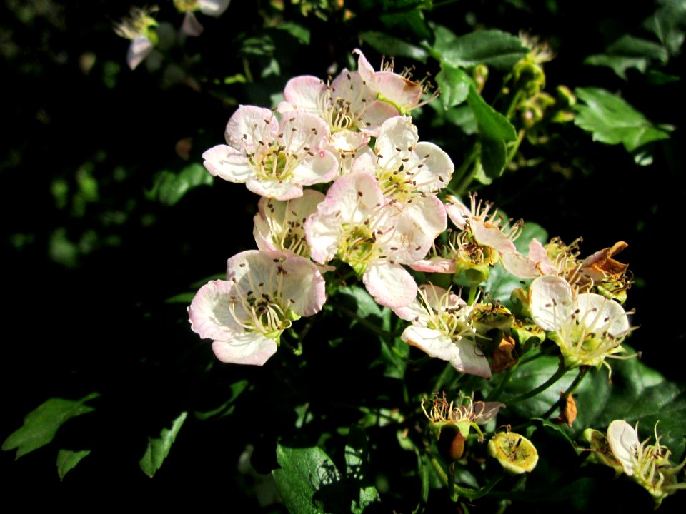20130528Weissdorn_Reilingen04