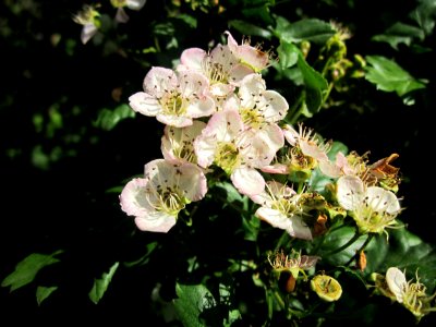 20130528Weissdorn_Reilingen04