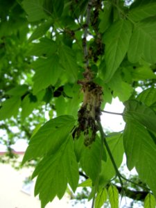 20130428Eschen-Ahorn_Hockenheim2