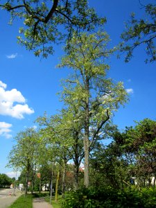 20130528Robinie_Hockenheim1