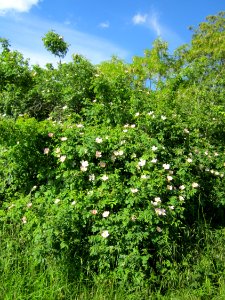 20130528Wildrose_Reilingen06