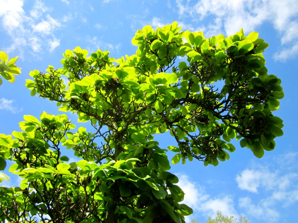 20130524Magnolie_Saarbruecken1
