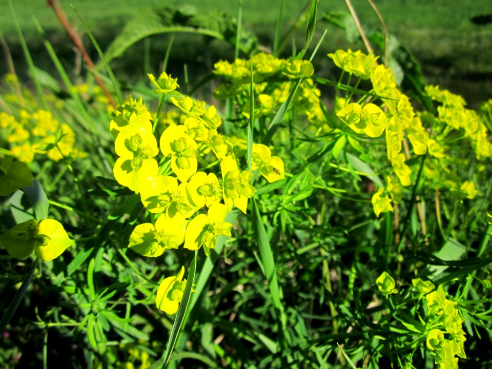 20130425Wolfsmilch_Hockenheim1