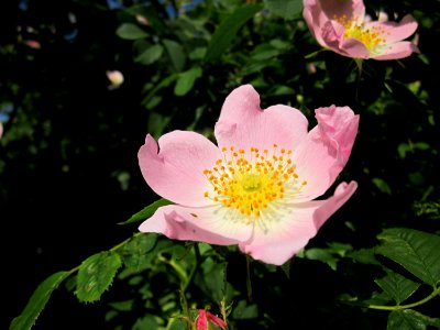 20130528Rosa_canina10