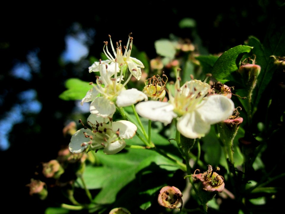 20130528Weissdorn_Reilingen02
