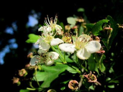 20130528Weissdorn_Reilingen02