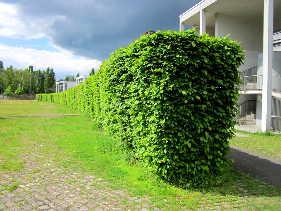 20130525Carpinus_betulus1