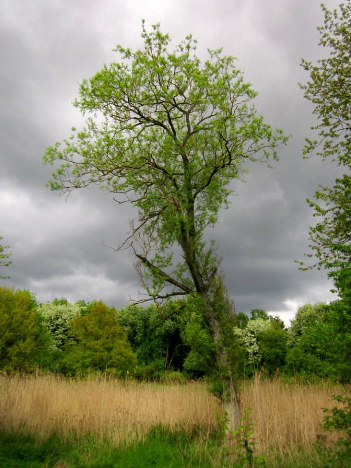 20130509Salix_alba