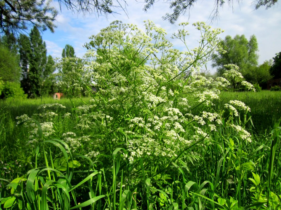 20130525Chaerophyllum_temulum2