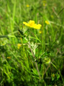 20130528Fingerkraut_Reilingen6