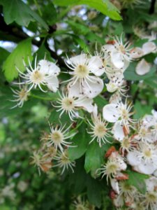 20130525Crataegus_monogyna2