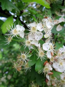 20130525Crataegus_monogyna2 photo