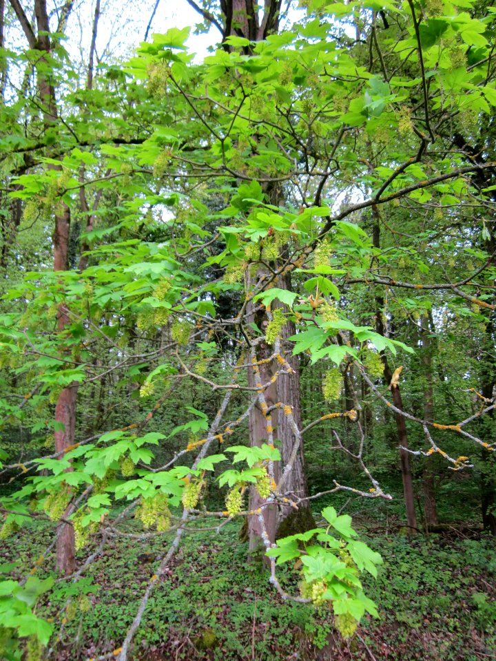 20130428Bergahorn_Altlussheim1