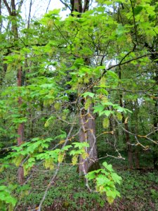 20130428Bergahorn_Altlussheim1