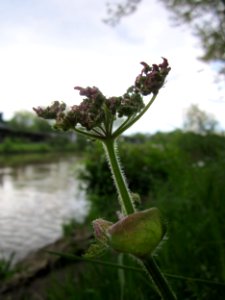 20130525Heracleum_sphondylium