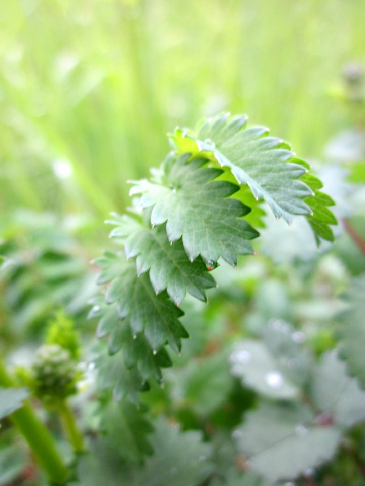 20130427Wiesenknopf_Hockenheim5
