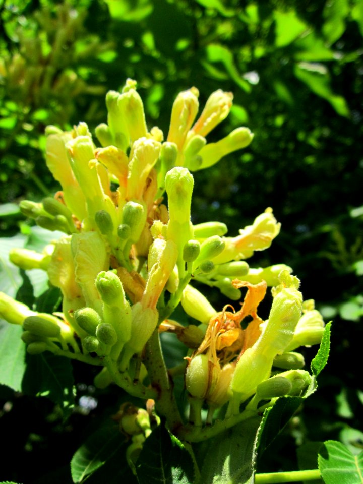 20130524Aesculus_flava3
