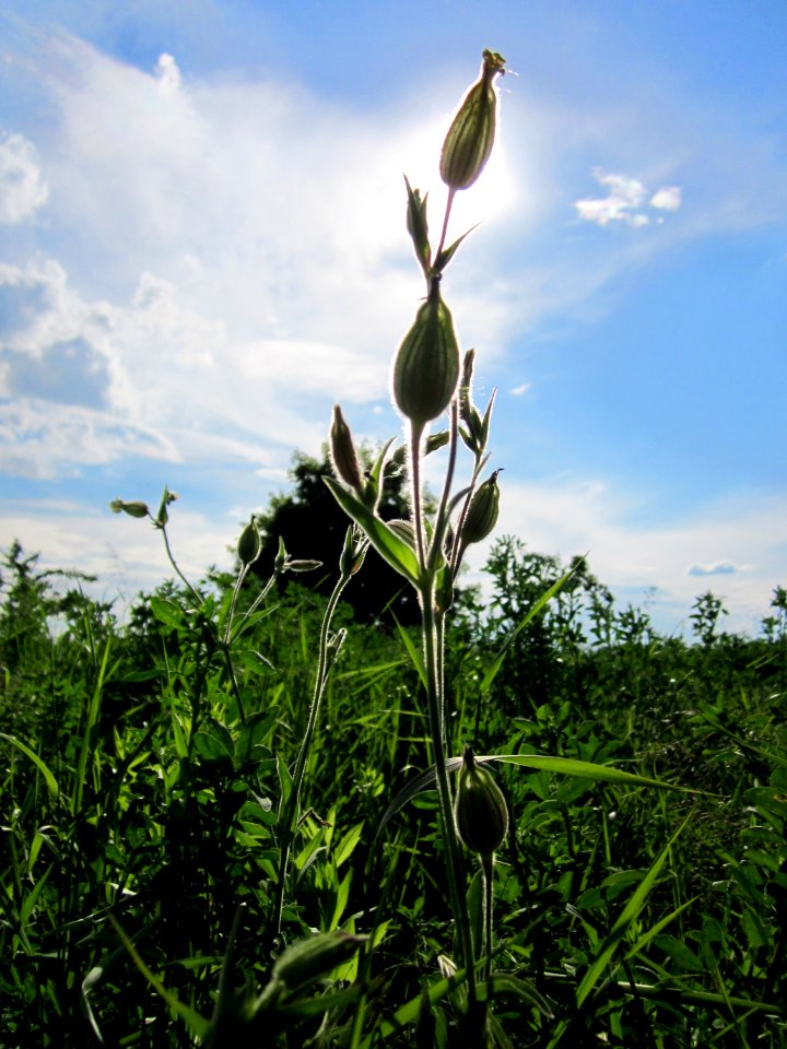 20130528Silene_latifolia1