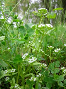 20130428Feldsalat_Hockenheim1