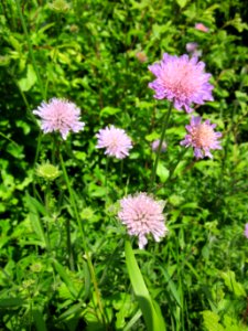 20130528Tauben-Skabiose_Reilingen1