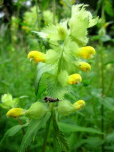 201306012Rhinanthus_alectorolophus3