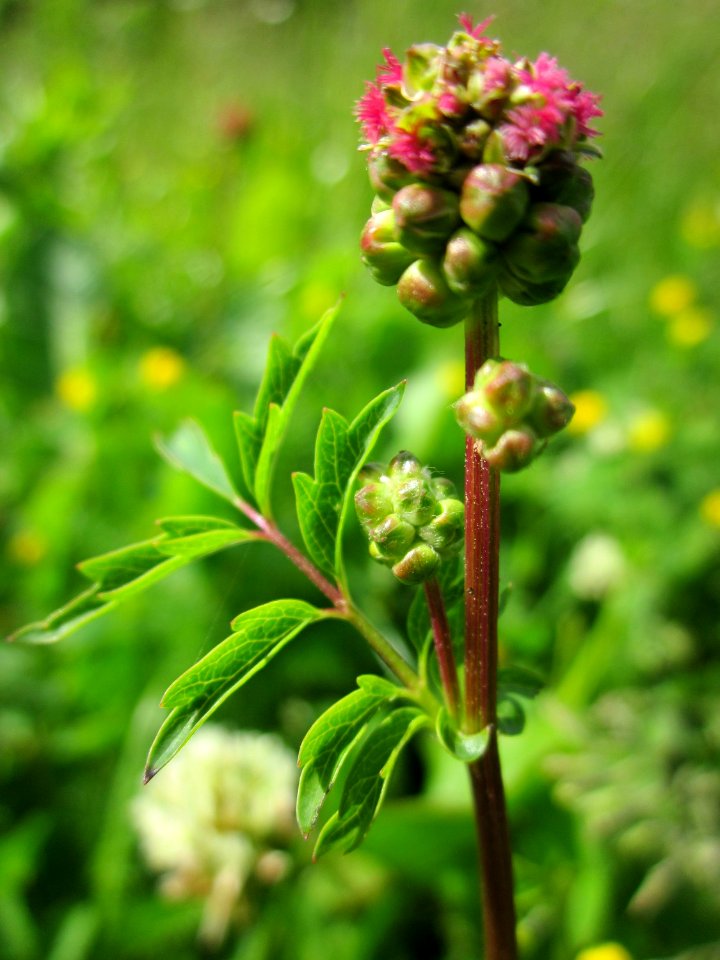 20130530Wiesenknopf_Altlussheim4