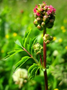 20130530Wiesenknopf_Altlussheim4