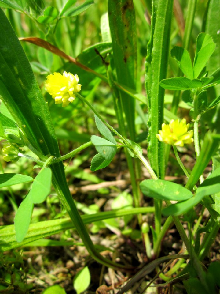 20130530Hopfenklee_Altlussheim3