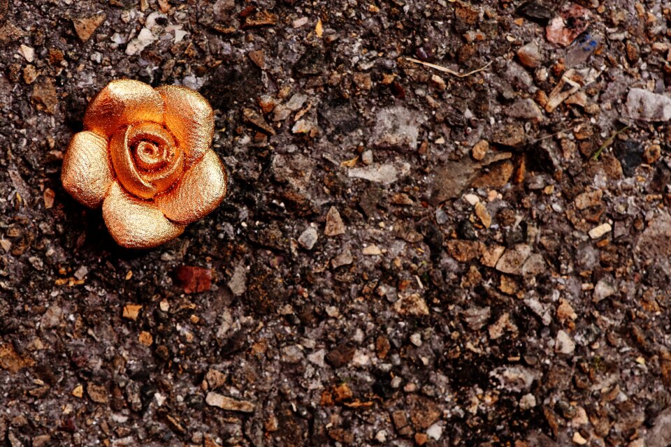 Blossom bloom beautiful