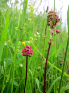 20130531Wiesenknopf_Hockenheim2