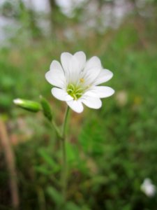 20130428Cerastium_arvense4