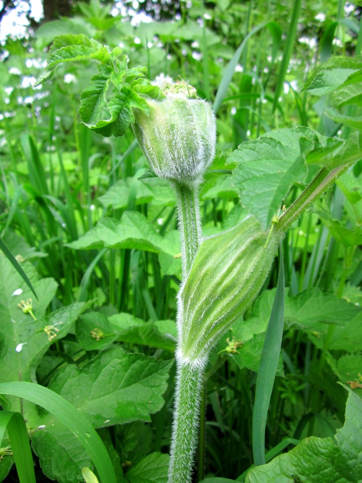 20130511Heracleum_sphondylium