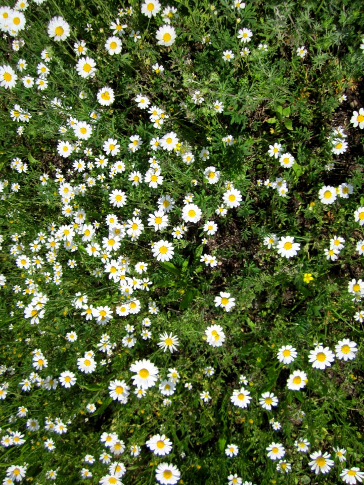 20130530Anthemis_arvensis_Altlussheim