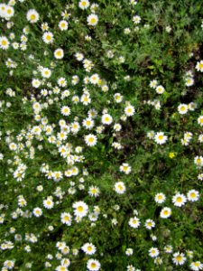20130530Anthemis_arvensis_Altlussheim