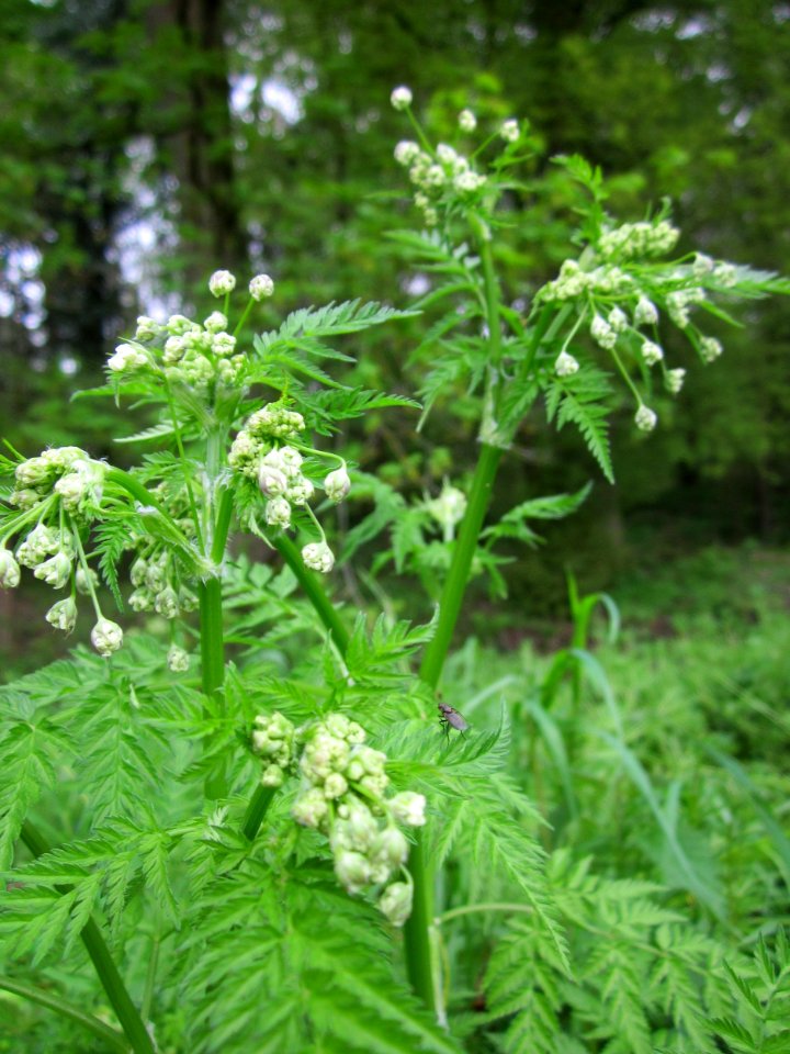 20130428Kriegbach_Altlussheim2