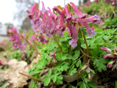 20130406Corydalis_solida4