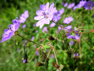 20130530Storchenschnabel_Altlussheim3