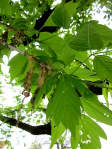 20130428Eschen-Ahorn_Hockenheim1